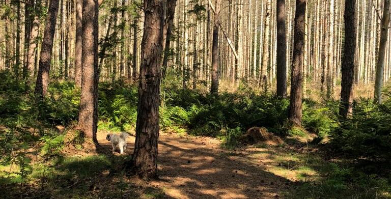 68f71b20-a3a1-412e-84b9-02605903576a